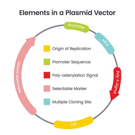 lv vectors plasmids|transgenic vector.